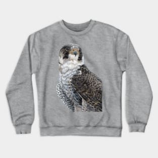 The Guardian - Peregrine Falcon with black background Crewneck Sweatshirt